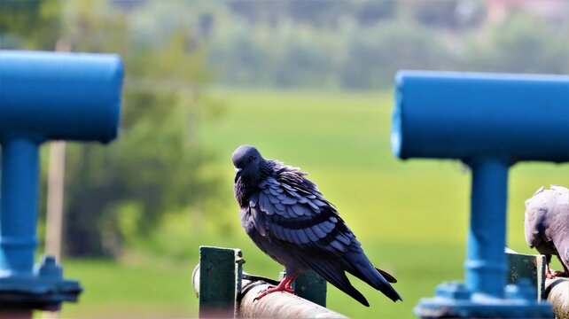 A pigeon perched on an iron pipe, drinking water.