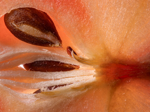 Extreme macro close-up of brown seeds inside a fresh red apple core