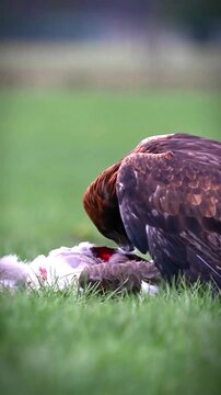 Golden eagle feeding on prey in a green meadow with natural light