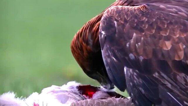 Golden eagle eating prey on the ground in a natural outdoor environment