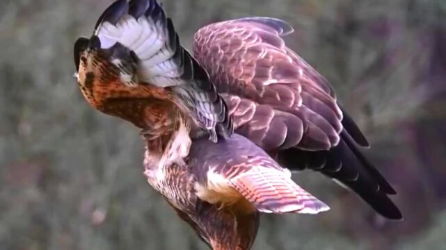 Common buzzard perched on a branch in a natural forest environment