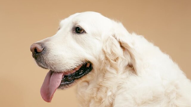 Close up shot of a beautiful senior golden retriever panting with its tongue out. Adorable purebred pet posing in the studio