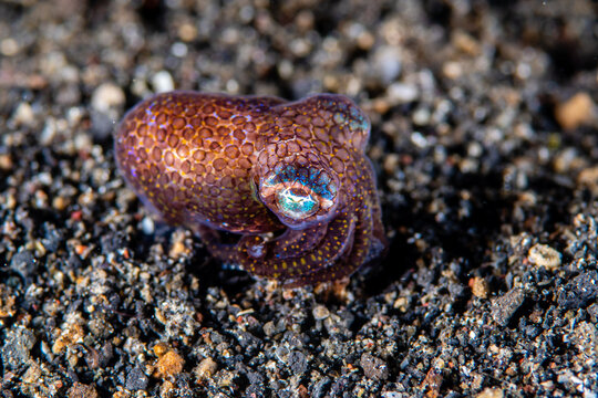 Berry's bobtail squid resting on a coarse volcanic sand seabed at Lembeh Strait