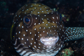 Stars-and-stripes puffer looking directly forward from a dark volcanic sand crevice at Lembeh Strait © Sergio Llaguno