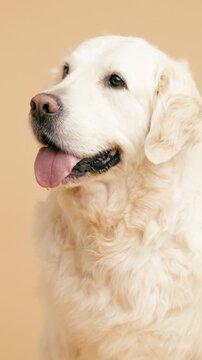 Close up profile of a beautiful and fluffy senior golden retriever. The happy dog is panting with its tongue out in a studio with a beige background. Vertical