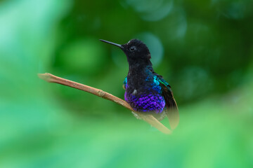 Fototapeta premium A male Velvet-purple Coronet (Boissonneaua jardini) perched on a thin branch, showcasing its velvety black plumage and vibrant iridescent purple-blue chest feathers in the cloud forest of Ecuador.