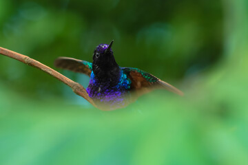 Obraz premium A male Velvet-purple Coronet (Boissonneaua jardini) perched on a thin branch, showcasing its velvety black plumage and vibrant iridescent purple-blue chest feathers in the cloud forest of Ecuador.