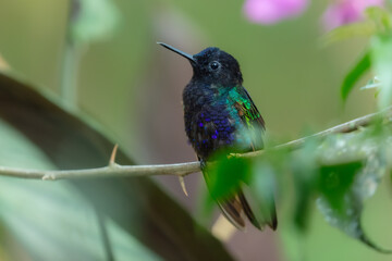Fototapeta premium A male Velvet-purple Coronet (Boissonneaua jardini) perched on a thin branch, showcasing its velvety black plumage and vibrant iridescent purple-blue chest feathers in the cloud forest of Ecuador.