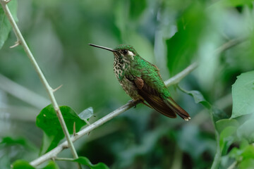 Obraz premium A female Green-crowned Brilliant hummingbird with brilliant green plumage and a distinctive white post-ocular spot perched on a thorny branch in the Ecuadorian cloud forest.