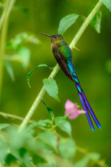 Fototapeta premium Male Violet-tailed Sylph (Aglaiocercus coelestis), a stunning hummingbird species native to the cloud forests of the western Andes in Ecuador.