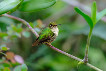 Fototapeta premium A female White-booted Racket-tail hummingbird with shimmering green plumage and a spotted breast perched on a thin thorny branch in the Ecuadorian cloud forest.