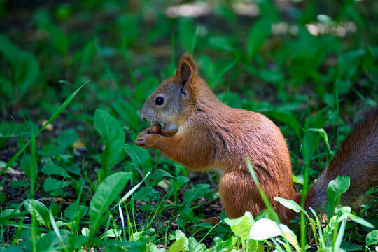 Red squirrel eating a nut while sitting on green grass. Cute wild rodent with fluffy tail feeding in summer forest. Wildlife photography for nature and animal themes.