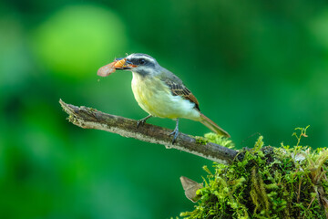 Obraz premium Flycatcher (Myiodynastes maculatus) perched on a mossy branch while holding an insect in its bill in the cloud forest of Ecuador.