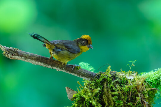 A Choco Brushfinch (Atlapetes crassirostris) perched on a heavily moss-covered branch in the lush cloud forest of Ecuador.