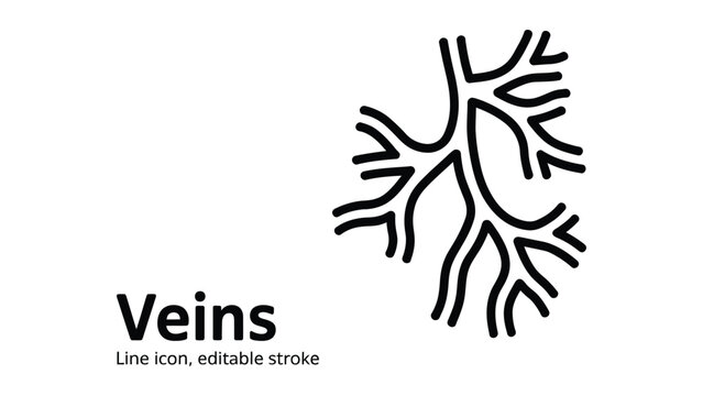 Human veins and blood vessels vector line icon for circulatory system, anatomy, vascular health, biology, and medical UI