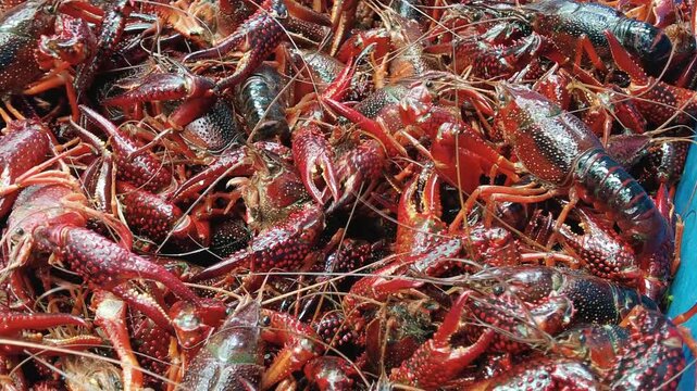 Fresh Crawfish Seafood Market Display