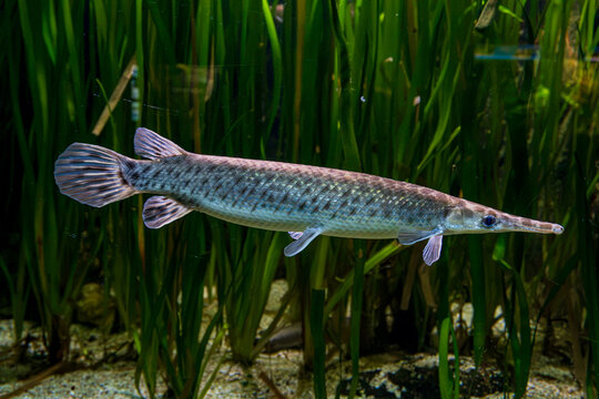Longnose gar swimming among tall green aquatic plants in a freshwater aquarium with elongated snout, silver scales and broad fins