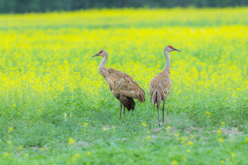 Fototapeta premium A pair of Sandhill Cranes standing in a vibrant green and yellow wildflower field in Alaska.