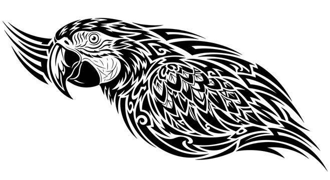 Black and white parrot head side view.