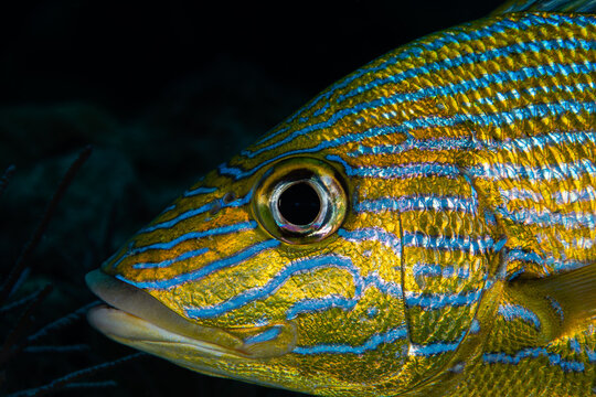 Macro view of a bluestriped grunt next to a dark marine reef cave in Key Largo