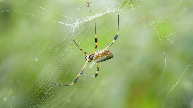 Large golden silk orb weaver, also known as banana spider, patiently waiting on its large web. Blurry green jungle background in Costa Rica