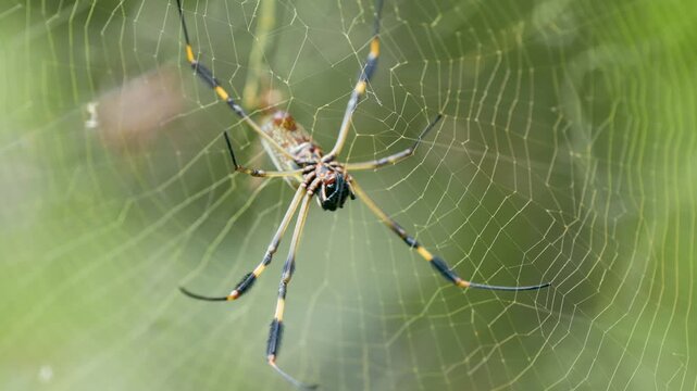 Large golden silk orb weaver spider, also known as a banana spider, moving its long legs while sitting in the center of its complex web