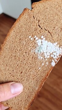 Moldy Slice of Dark Rye Bread with White Fungus, Spoiled Food Close Up