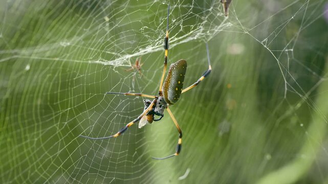 Close up of a female golden silk orb weaver, Trichonephila clavipes, devouring an insect trapped in her web in a lush rainforest