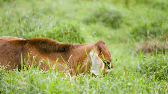 Cute brown calf lying down and resting in a lush green pasture. Young farm animal sleeping in a beautiful, natural, and sunny environment