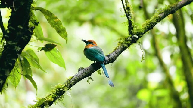 Colorful rufous motmot sitting on a tree branch, wagging its tail. Lush green jungle of the Arenal Volcano National Park in Costa Rica