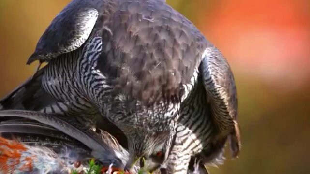 Northern goshawk perched on its prey in a natural forest environment