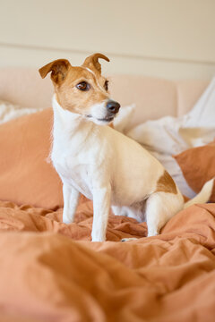 Jack Russell terrier sitting on bed with orange blanket and pillows, looking to side