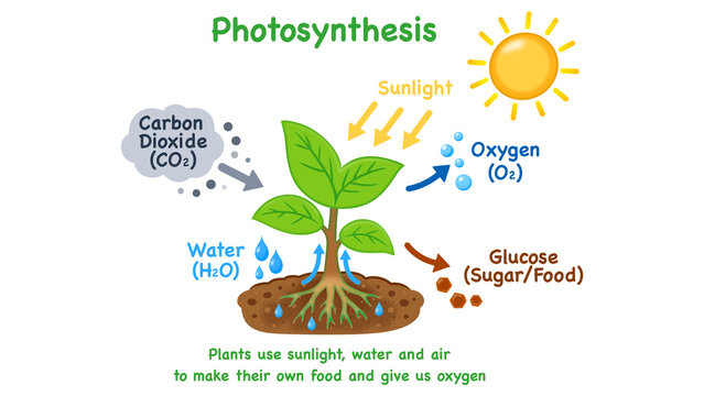Educational illustration showing photosynthesis in plants, where sunlight, water, and carbon dioxide are used in a chemical reaction to produce glucose and release oxygen for biology learning.