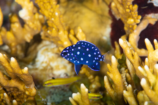 Early juvenile yellowtail damselfish swimming through a thicket of branching fire coral on a marine reef
