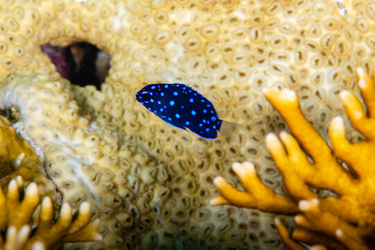 Early juvenile yellowtail damselfish with a clear translucent tail fin swimming over hard coral on a marine reef