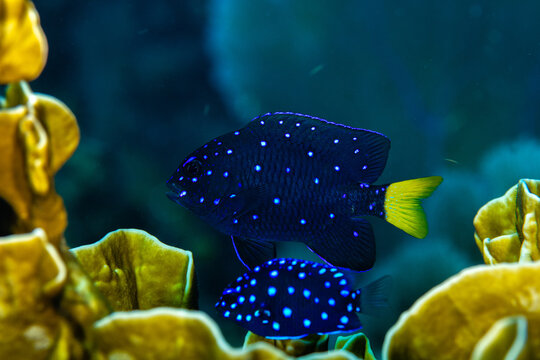 Two Juvenile yellowtail damselfish displaying bright neon spots and a yellow tail fin over fire coral