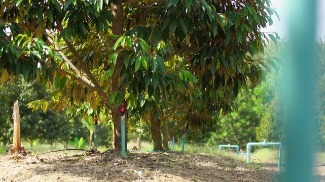 Water sprinkler pipes between durian trees in a tropical orchard, illustrating smart irrigation, agricultural technology, water conservation, and farm management.