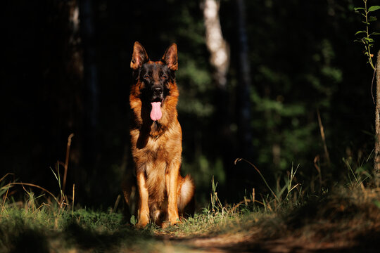 German shepherd dog sitting in the forest