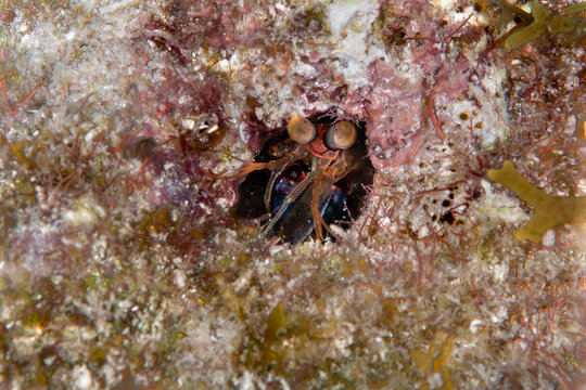 mantis shrimp peering out from its burrow