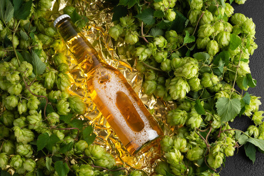 Brewing ingredient fresh green hops plant surrounding golden beer bottle refreshment