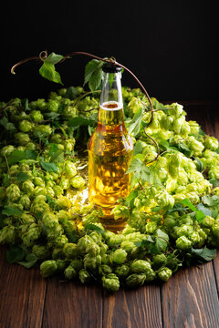 Beer bottle surrounded by fresh green hops flowers on dark wooden background with dramatic lighting