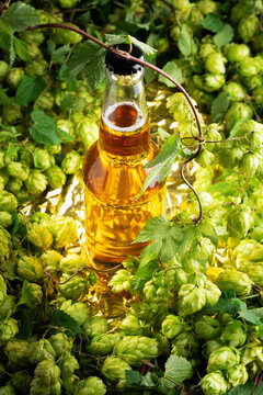 Refreshing Cold Beer Bottle Surrounded by Fresh Green Hops and Vines