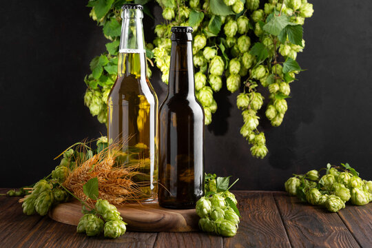 Two beer bottles with wheat and hops arranged on a wooden surface against a dark background, brewed ingredients
