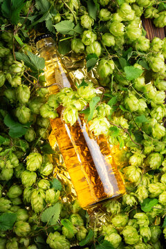Golden beer bottle nestled amongst abundant fresh green hops flowers on wooden background