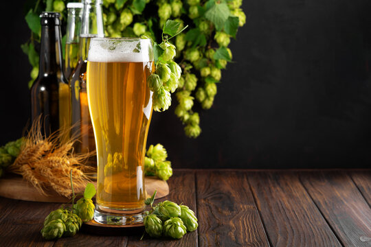 Golden Craft Beer Glass and Bottles with Hops and Barley on Wooden Table