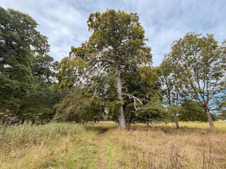 A large mature oak tree stands beside a grassy footpath surrounded by tall meadow grasses and woodland in Phoenix Park, Dublin, Ireland. © Ryan