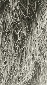 Close up video of dry grass swaying gently in the wind with vintage sepia tone, abstract natural texture and moody artistic background concept.