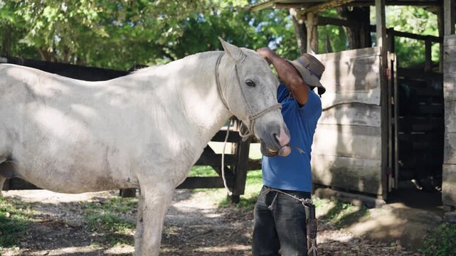 Young hispanic stable boy preparing a beautiful white horse for a ride. The man lovingly adjusts the bridle on the animal in a rustic barn