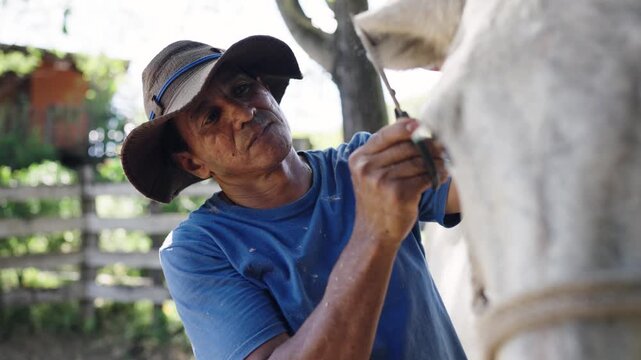 Concentrated senior farmer with a hat carefully trimming the mane of a beautiful white horse. An authentic scene of animal care in a stable