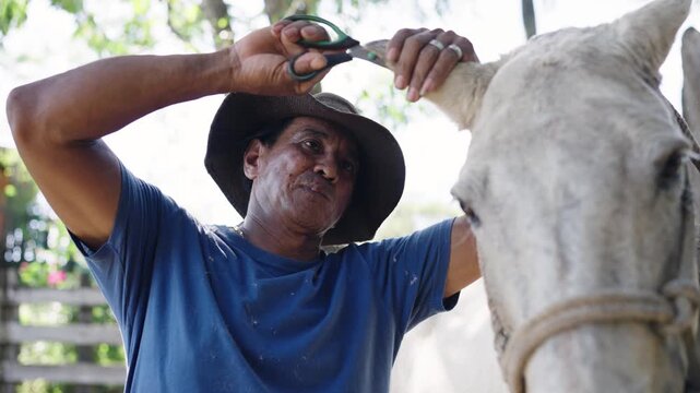 Senior Latin American farmer wearing a hat carefully grooming a white horse. The stableman is using scissors to trim the animal's ear hair